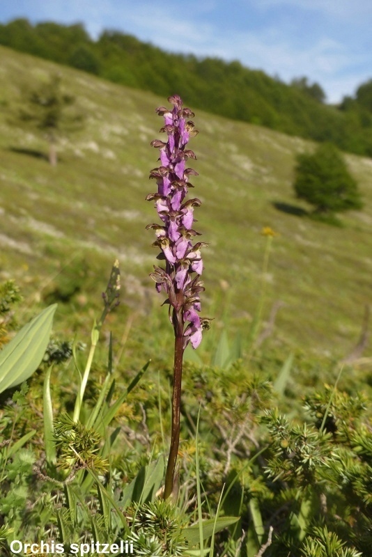 Una giornata tra le orchidee da Villetta Barrea a Scanno - 16 giugno 2021